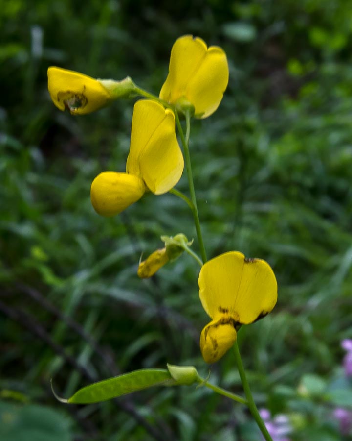 Cytisophyllum sessilifolium / Citiso a fg. sessili